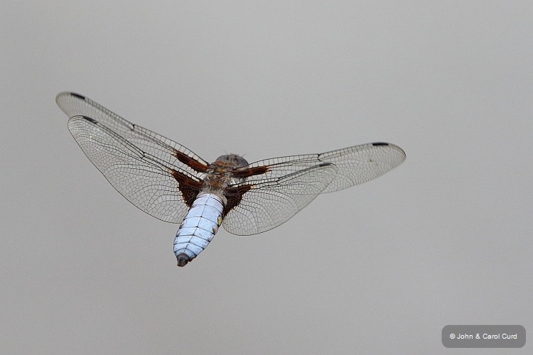 J16_2119 Libellula depressa male flight.JPG